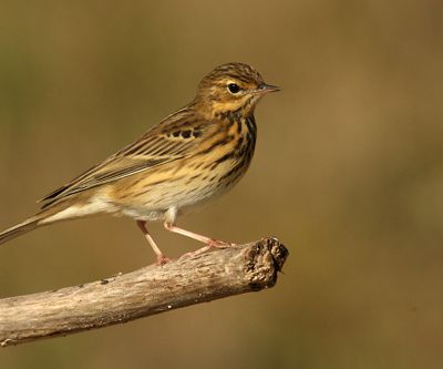 Pipit des arbres -  Anthus trivialis