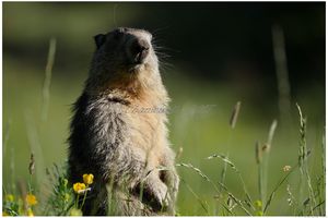 marmottes suite 