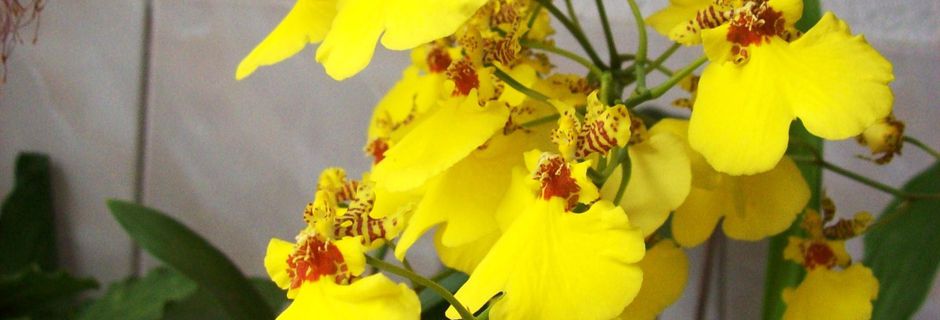 Ein Oncidium als Sonntagsgruß!