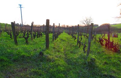 Grape Production in Chile