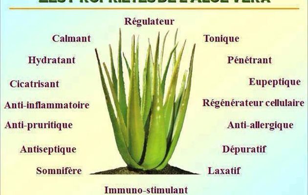 Aloe vera plante bienfaits