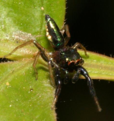 Album - Créatures de Madagascar