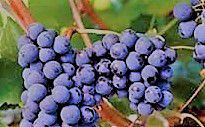 #Sagrantino Producers           Australia Vineyards 