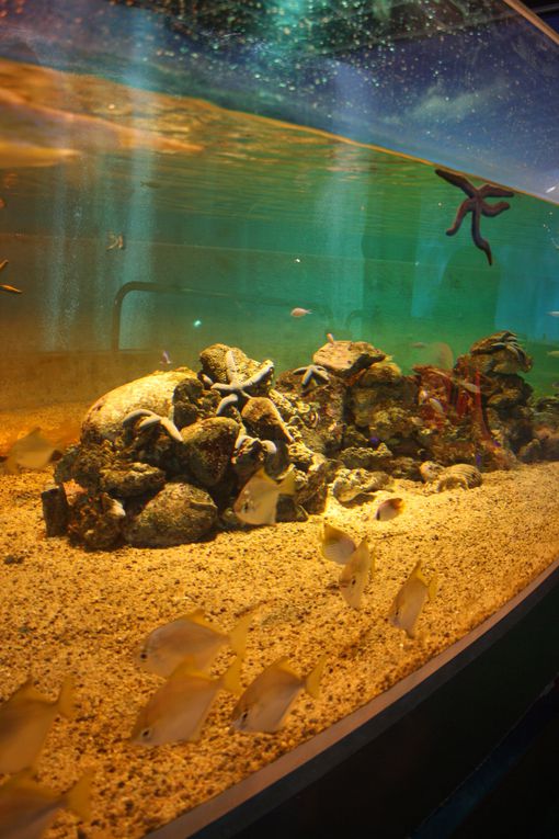 Le petit aquarium d'Hakone