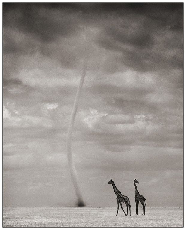 Voici, en complément de l'article "l'Afrique au crépuscule" du photographe Nick Brandt, (colonne de droite du blog - galerie de dessins) 45 photos parmi les plus belles du livre.