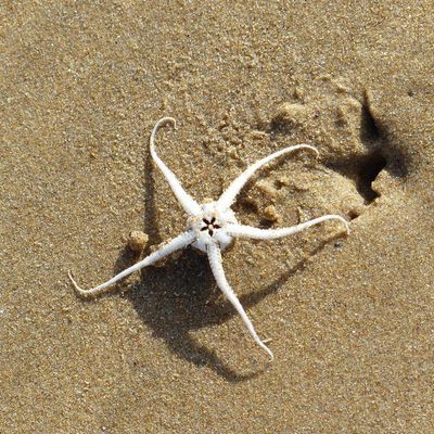 Etoile de mer sur la grande plage des Sables d'Olonne