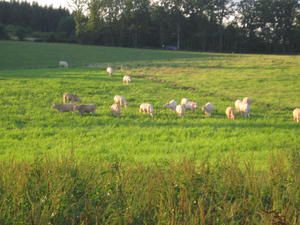 Vacances en PERIGORD : AUTOUR DU GITE