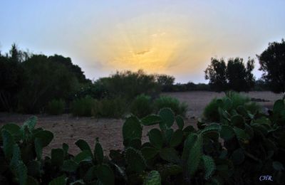 Un lever de soleil