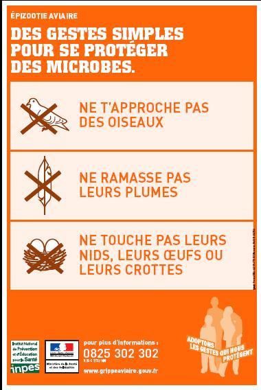 les affiches sur la grippe aviaire.