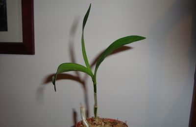 Keiki de Dendrobium kingianum