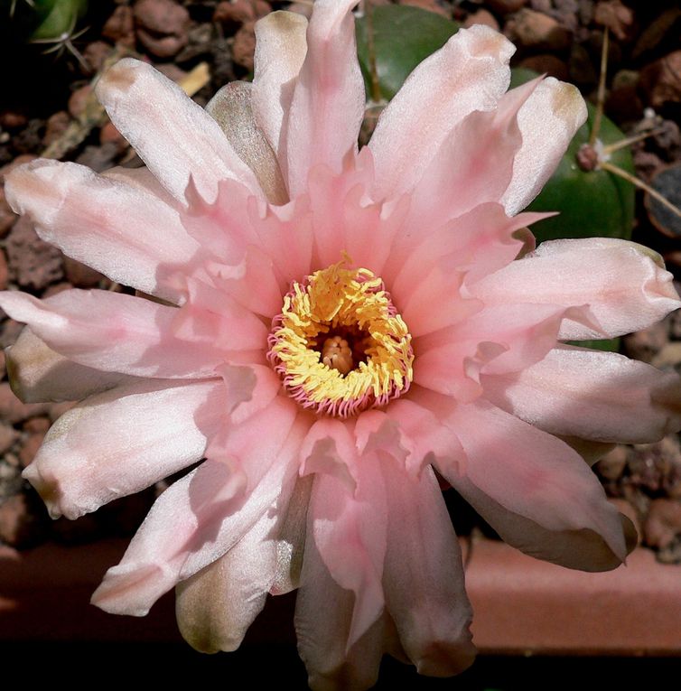 Plantes au port habituellement bas et à la spination très variable. Les fleurs se caractérisent par leur calice nu et écailleux. Le genre a une vaste aire de répartition dans les 2 tiers sud de l'Amérique du sud. Album des espèces de A à M.