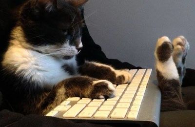 Livre A Street Cat Named Bob L Histoire Poignante D Un Musicien Des Rues Et De Son Chat Catandgeek Overblog Com