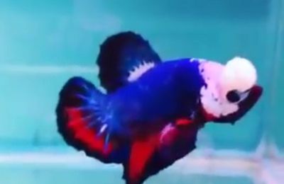 Betta flowerhorn : les dangers de l'hypertype