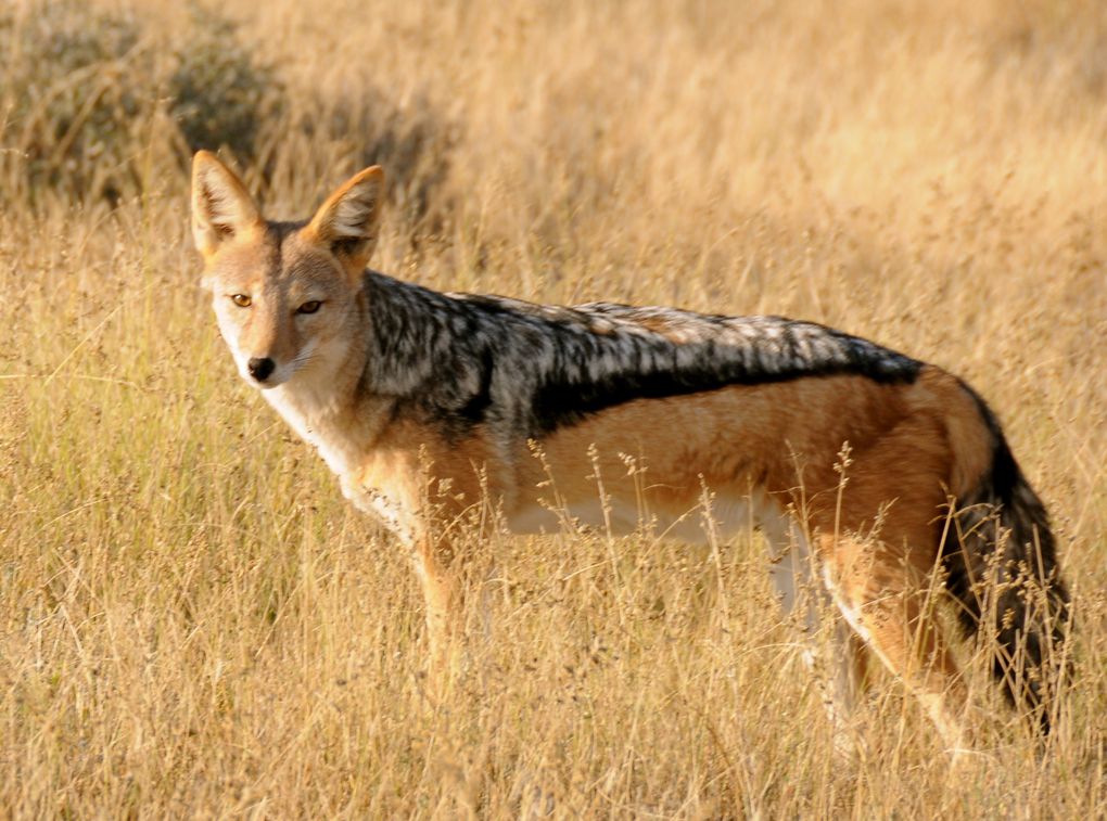 Album - Namibie