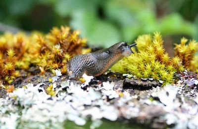 Permaculture : Cultiver avec les Limaces et les Escargots