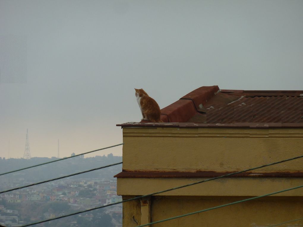 poisson, phoque, caméléon, cochons, chat et chien évidemment, mais aussi castor, petits monstres, renard....on est presque bon pour l'Arche!