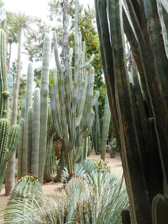 Le cyber-parc et Majorelle.