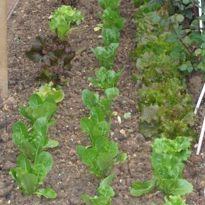 Au jardin en avril.......