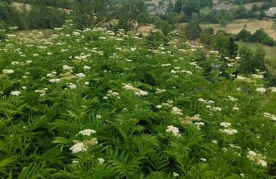 Découverte des plantes toxiques,  dimanche matin 30 juillet à Queyrières