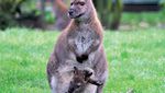 Video. Australie: un kangourou sème la pagaille dans l'aéroport de Melbourne