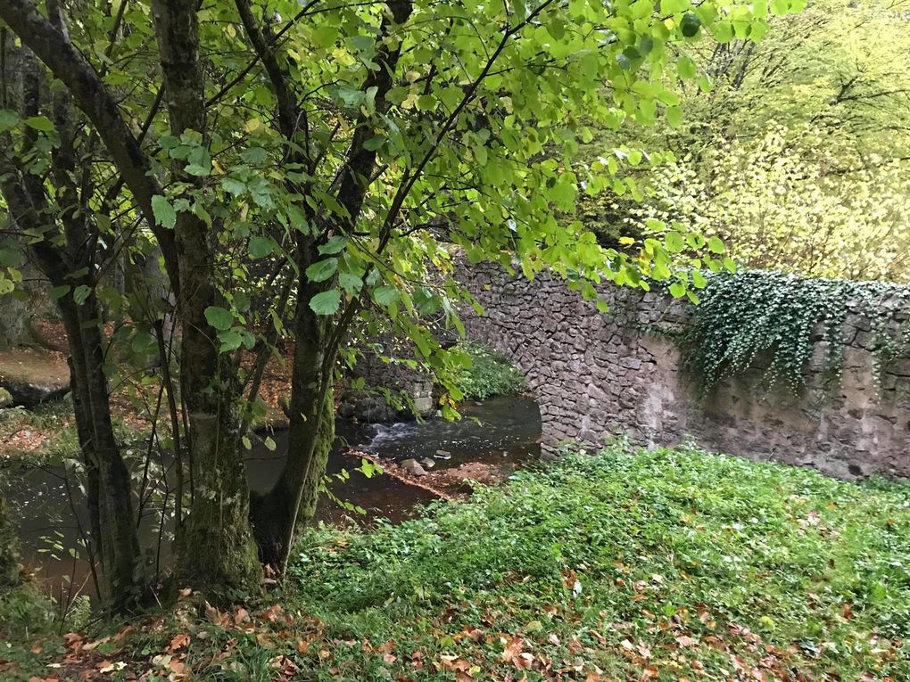 Une forêt magnifique à préserver ! Celle du Morvan