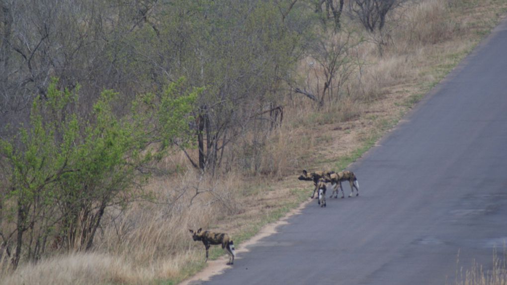 Album - Parc-Kruger