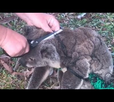 Libération d'un petit koala pris dans des filets