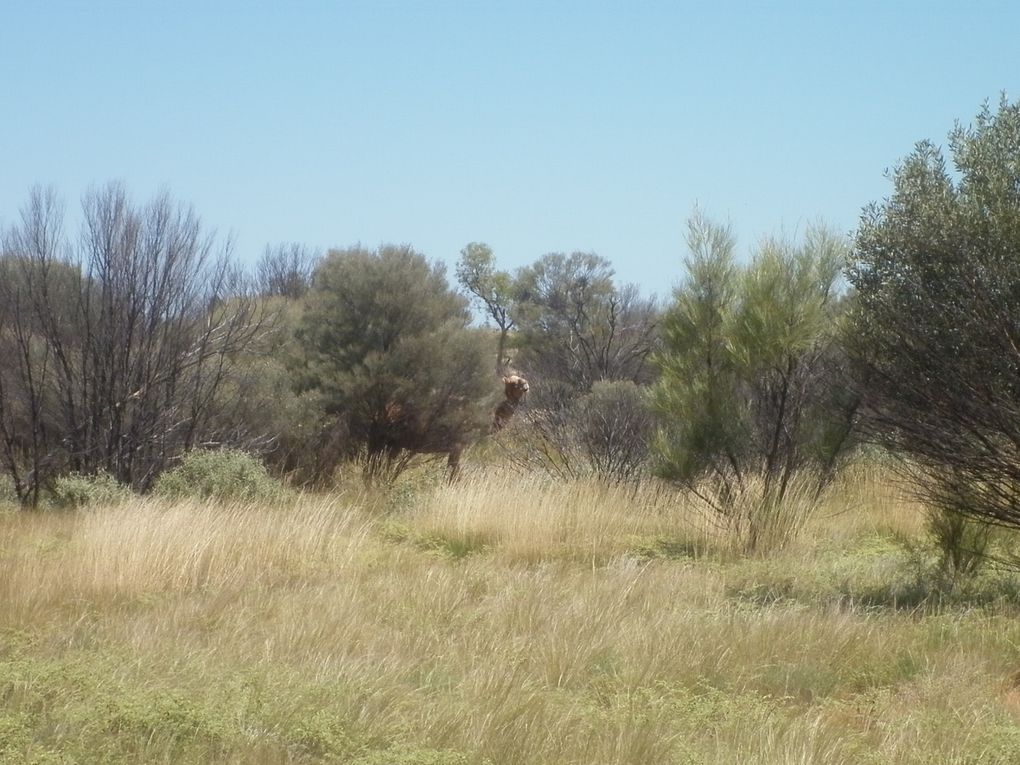 Album - Roadtrip-zum-ULURU-via-Great-Ocean-Road