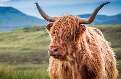 Hairy coo