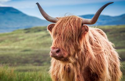 Hairy coo