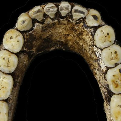 Sciences : Le plus Ancien Homininé du Monde, le Graecopithèque, est Européen et 'Bulgare", il vient du Messinien, il y a 7,2 millions d’années 