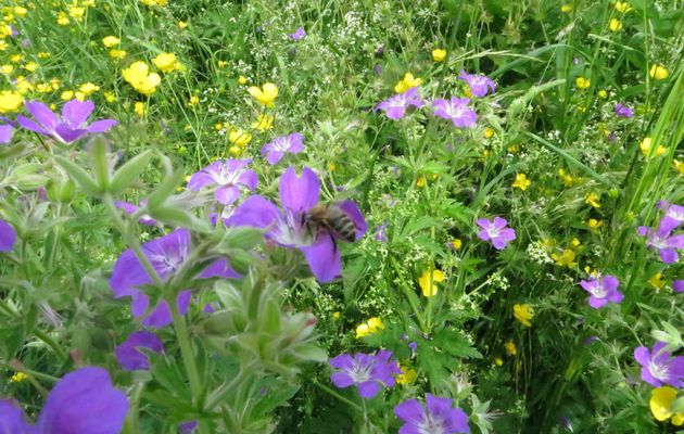 herbier, cueillette et reconnaissance