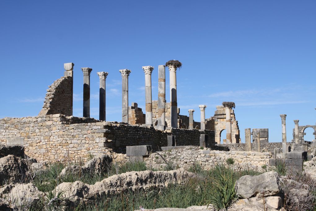 Album - Volubilis