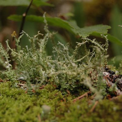 lichens