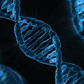 Les cellules humaines peuvent convertir des séquences d'ARN en ADN