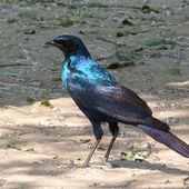 Choucador de Burchell - Lamprotornis australis - Burchell's Starling