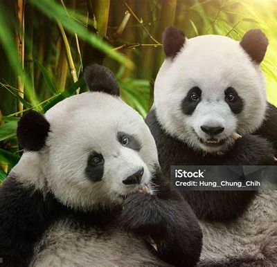 CROCHET : encore des pandas