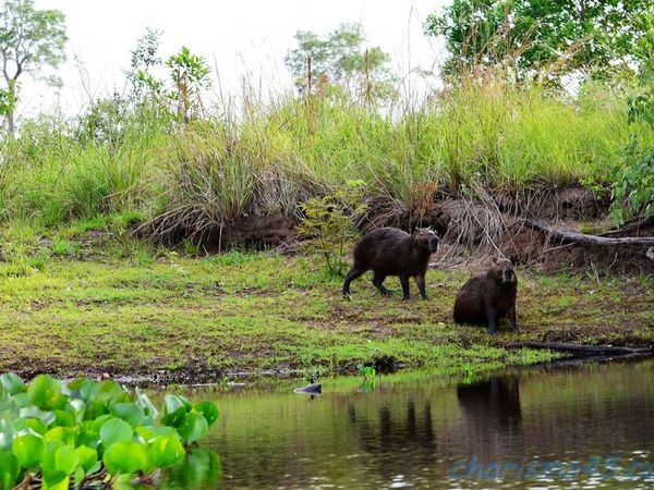Pantanal Wilderness (Brésil en  camping-car)