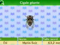 Les insectes (le filet) :