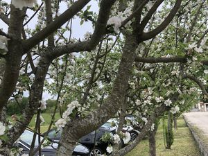 les fruitiers sont en fleurs sur le parking, c'est le printemps