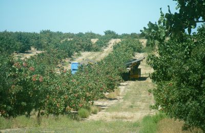 Malle Orchard Pistachios