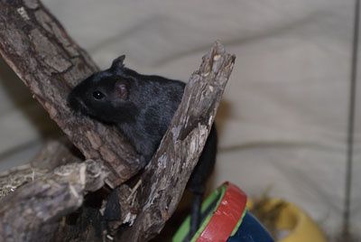 Petite photo de mes animaux : les trois chats; Chaussette (et ses trois chatons), Chabichou et Cacao, mon petit toutou; Nushka, mon cochon d'inde; Bimbo tout plein de poiles (ou Rodney) et enfin les gerbilles d'Elsa; Caramel et Chacolat.