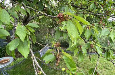 Le temps des cerises... enfin presque