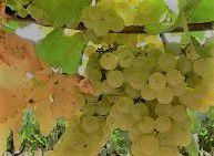 #White Chianti Producers Maine Vineyards