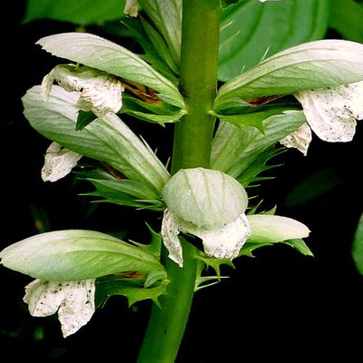 Fleurs de l’acanthe 