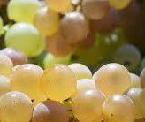 #Garganega Producers Australia Vineyards 