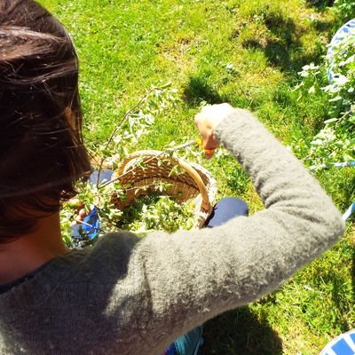 ASSOCIATION NATUR'AILES Partie 2 - ANGIE, DES RACINES ET DES AILES (D’ABEILLE)