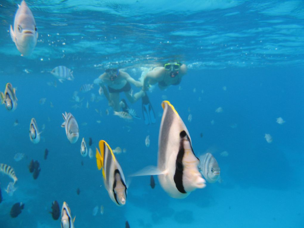 Album - Plongée dans le Lagon de Bora Bora