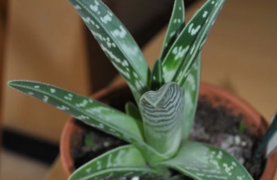 Aloe Variegata