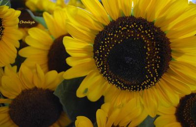 Tournesols - Tarn - Août 2009